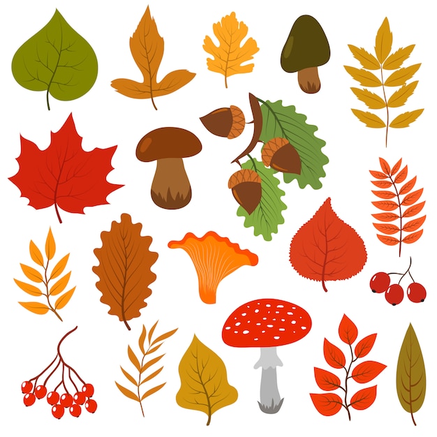 Gelbes Herbstlaub, Pilze und Beeren.