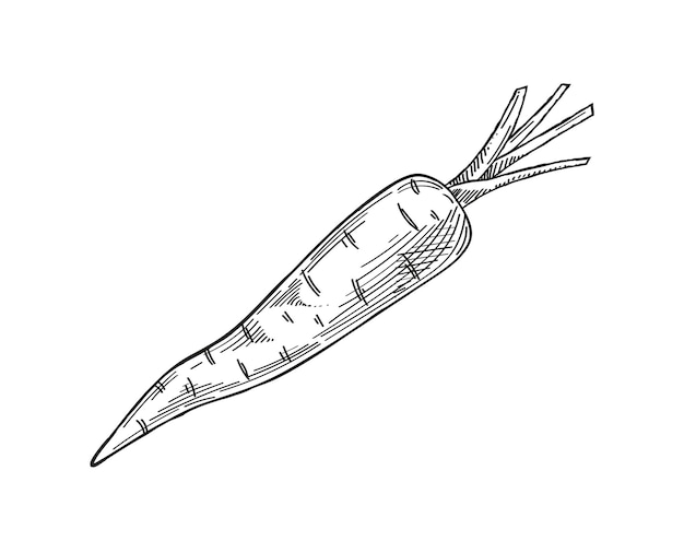 Gemüse minimalistische skizze karotte handgezeichnete natürliche und biologische produktanbau und landwirtschaft