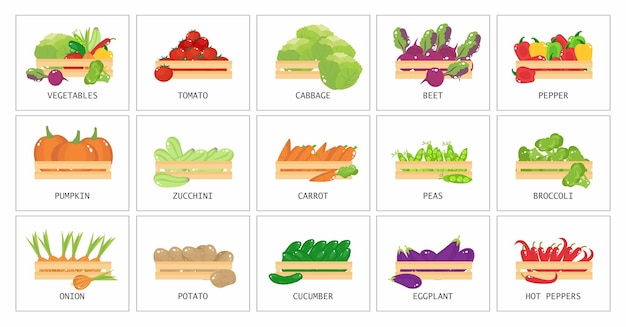 Vektor gemüsekarten gemüse in hölzernen kisten pädagogisches material