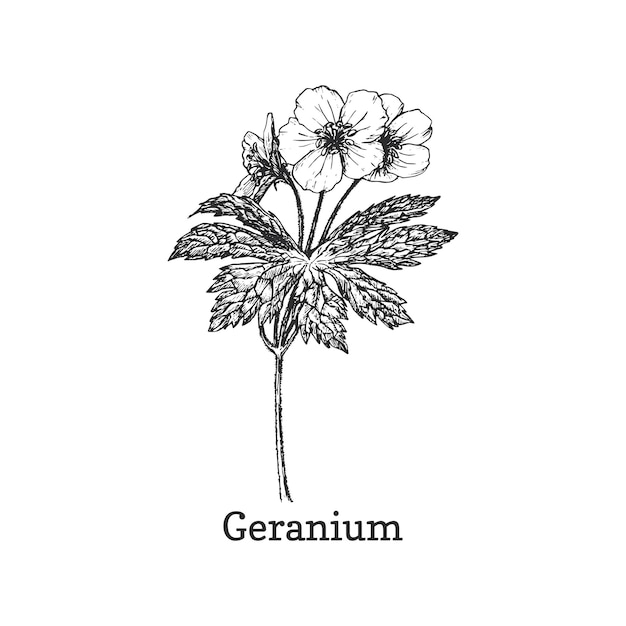 Geranium gezeichnete skizze im vektorgestaltungselement