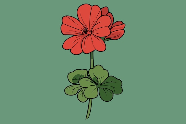 Geranium