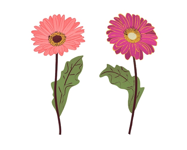 Gerbera-blumen mit blättern isoliertes symbol-vektor-illustrationsdesign