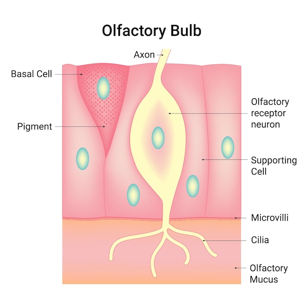 Vektor geruchskugel axon basalzellen pigment geruchrezeptor neuron unterstützende zelle mikrovilli cilia