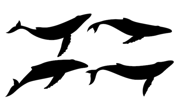Gesetzte Silhouette des Blauwals auf weißem Hintergrund