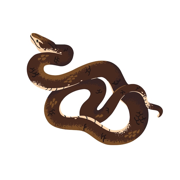 Gewöhnlicher oder indischer Taipan, die giftigste australische Schlange. Gefährliche exotische Schlange mit Naturschutzstatus. Gesetzlich geschütztes giftiges Tier. Flache isolierte Vektorillustration auf weißem Hintergrund
