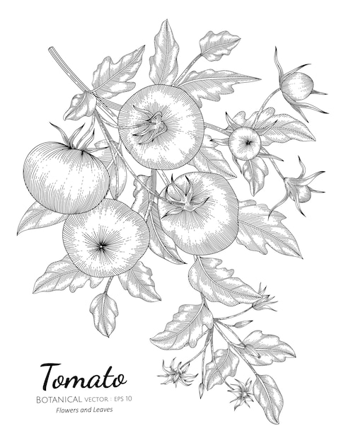 Gezeichnete botanische illustration der tomatenhand mit strichzeichnungen auf weißem hintergrund.