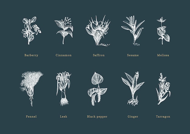 Vektor gezeichnete gewürzkräuter im gravurstil botanische illustrationen von bio-öko-pflanzen skizzensammlung in vektor