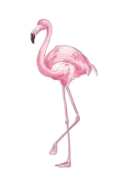 Gezeichnete illustration des rosa flamingos hand