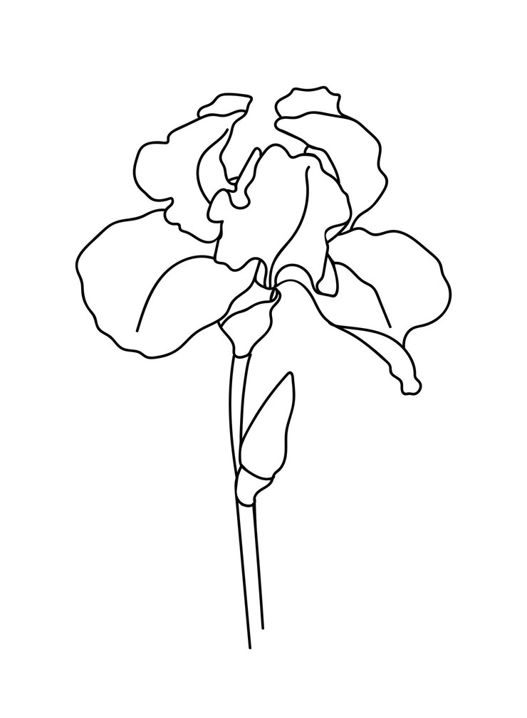 Vektor gezeichnete umriss-iris-blume isoliert auf weißem hintergrund. abstrakte minimale pflanzen. - vektor-illustration.