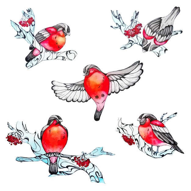 Gimpelvögel mit beeren-ebereschenzweigen im aquarell-stil element für neujahr und weihnachten xmas design sammlung von wintertieren auf weißem isoliertem hintergrund vektor stock illustration