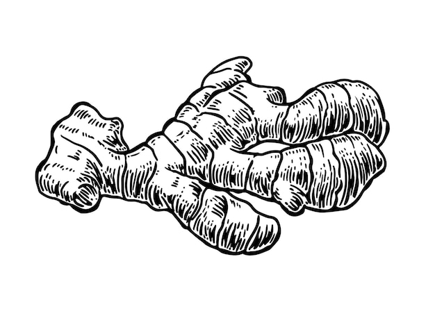 Ginger Root Vintage Retro-Vektorillustration für Kräuter und Gewürze