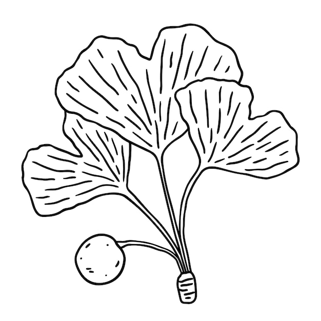 Vektor ginkgo biloba-blätter isoliert auf weißem hintergrund, handgezeichnete umrissillustration. botanische cliparts