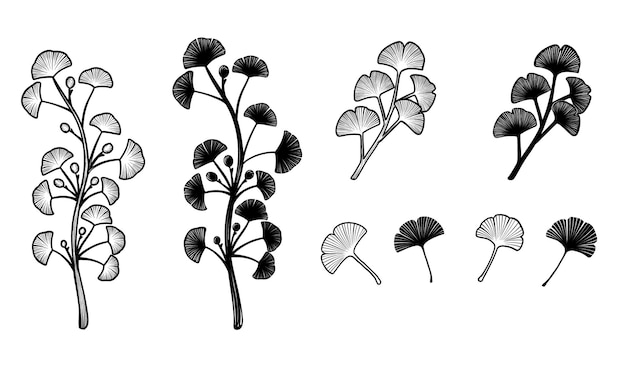 Ginkgo-biloba-blätter. stellen sie vektorillustration der ginkgoblatt-handzeichnung auf weißem hintergrund ein