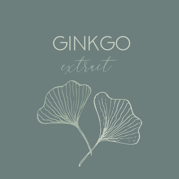 Ginkgo biloba handgezeichnetes kosmetisches Design Modernes Öko-Bio-Etikett oder Grußkartenvorlage
