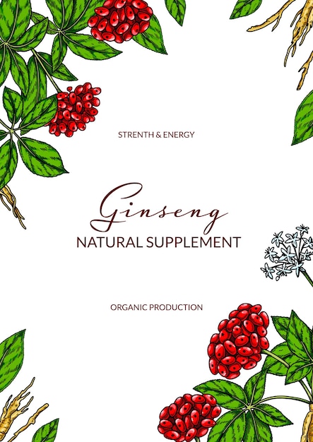 Ginseng farbenfrohes vertikales design handgezeichnete botanische vektorillustration im skizzenstil