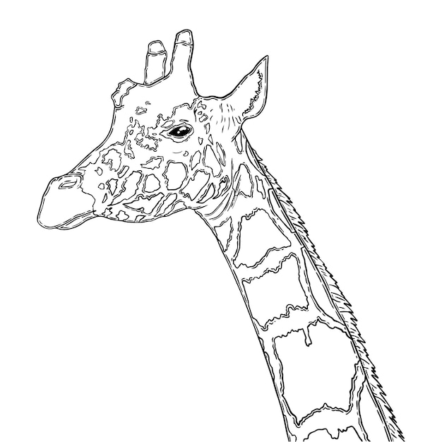 Vektor giraffe artiodactyl säugetier landtier mit langem hals und flecken kritzeln lineare cartoons