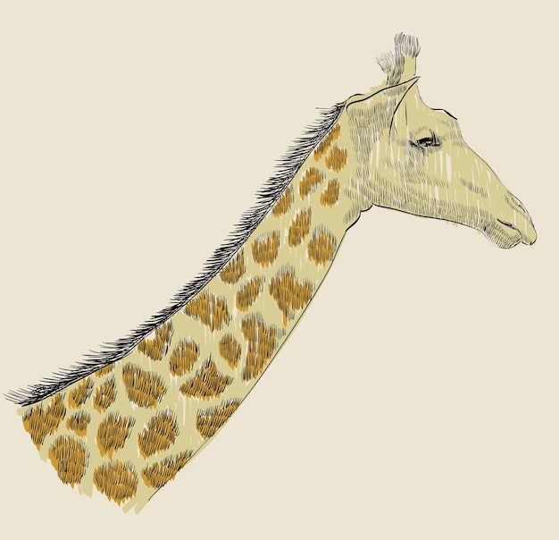 Vektor giraffe