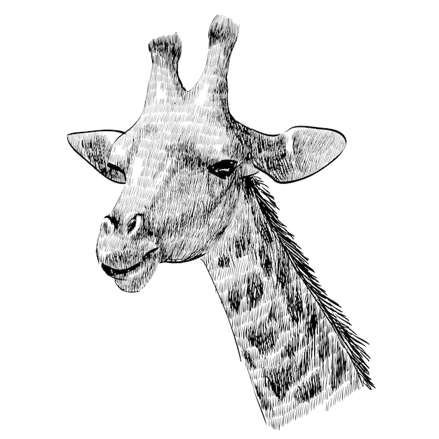 Vektor giraffe