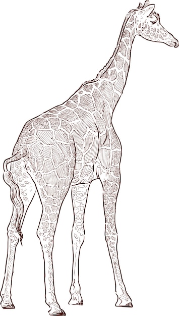 Giraffenjunges