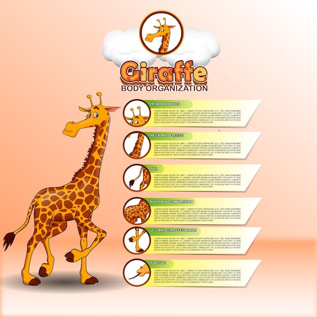 Giraffenkörperinformationen giraffenfakten und ihre körperorganisation