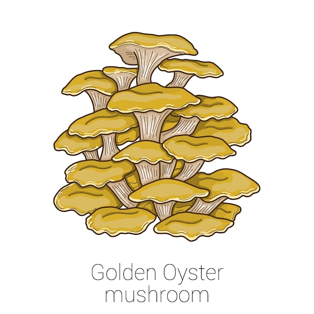 Goldene auster medizinischer pilz-bunte vektor-illustration