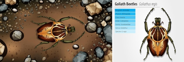 Goliath-Käfer im natürlichen Lebensraum