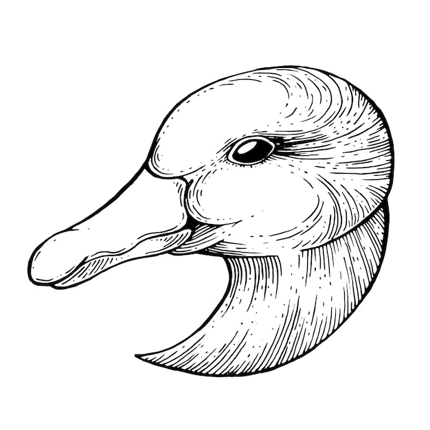 Vektor goose ink zeichnung