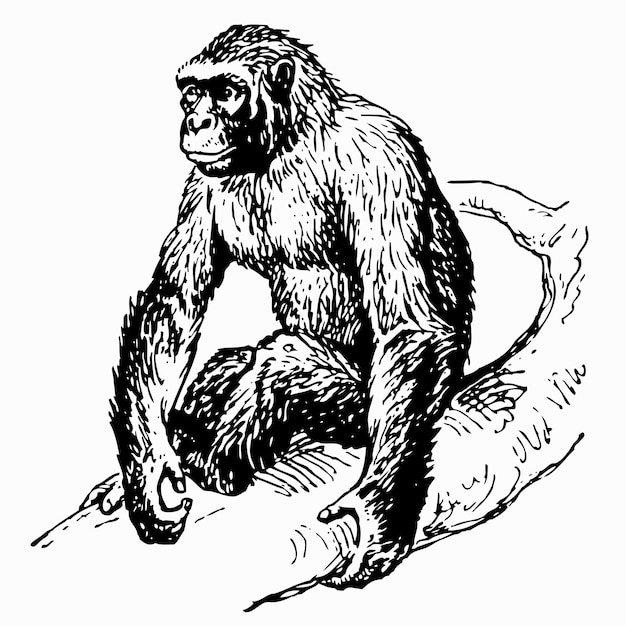 Gorilla