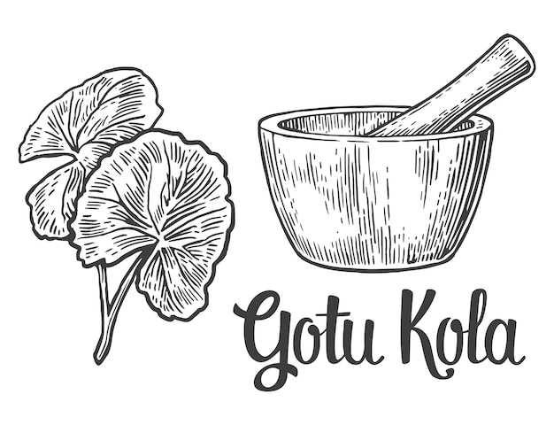 Gotu kola - heilpflanze. vintage gravierte darstellung