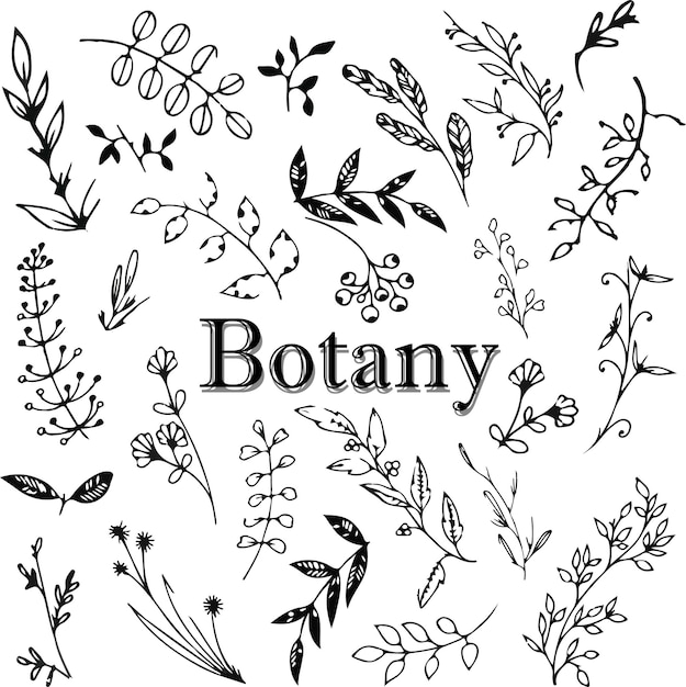Grafische blumenskizze. sammlung botanischer muster