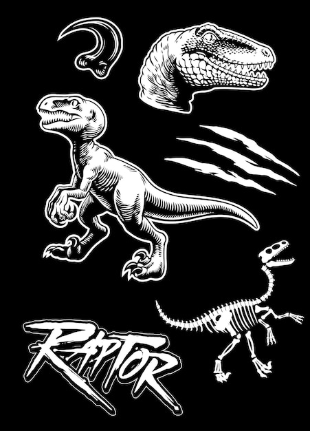 Grafische Sammlung isolierter Vektorillustrationen von Raubvögeln