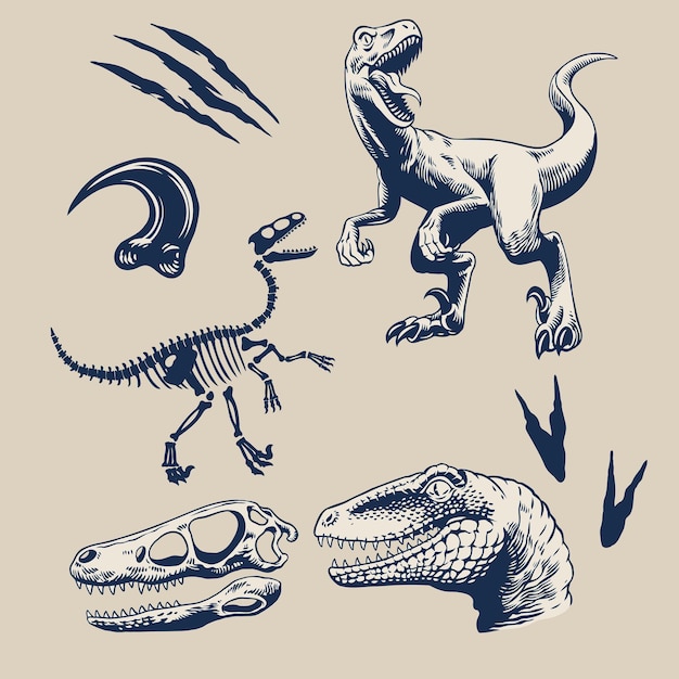 Grafischer Satz isolierter Vektorillustrationen von Raubvögeln