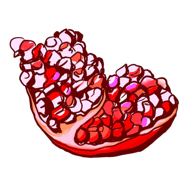 Vektor granatapfelfrucht granatapfelkörner lokalisiert auf weißem hintergrund
