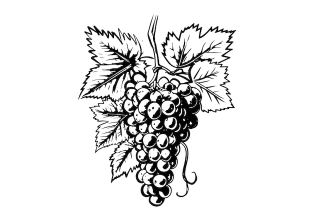 Grape-Sketch-Illustration im handgezeichneten Stil Vektor