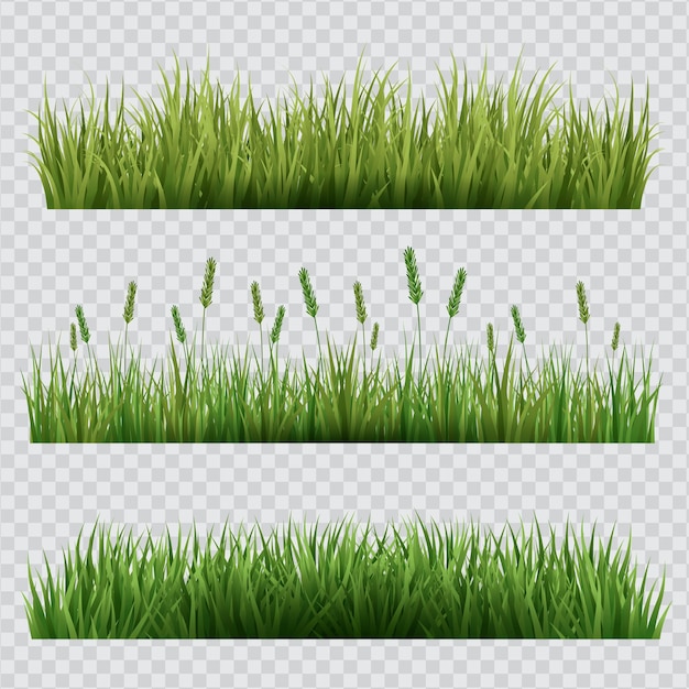 Gras mit durchsichtigem Hintergrund