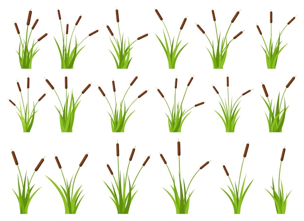 Gras mit rohrkolbenvektor-designillustration lokalisiert auf weißem hintergrund