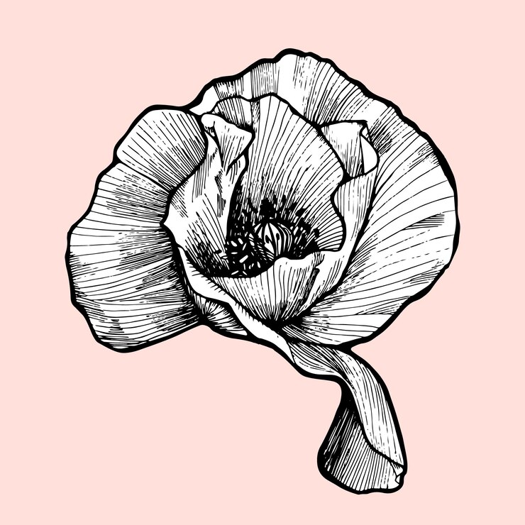 Vektor gravierte blume mohn. skizzenblüte für postkarte und druck. gekritzel mit schwarzer tinte. vektor.