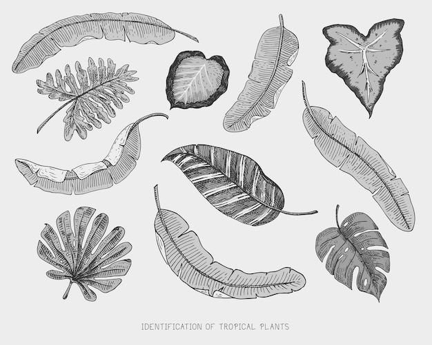 Gravierte handgezeichnete tropische oder exotische blätter isoliertes blatt verschiedener vintage-aussehender pflanzen monstera und farnpalme mit bananen-botanik-set