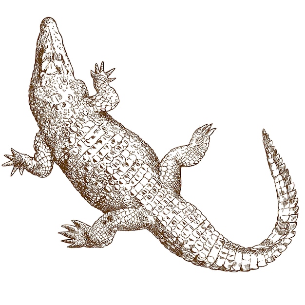 Gravurzeichnung Illustration des großen Krokodils