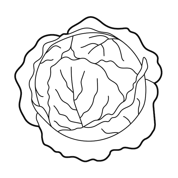 Großer grüner Kohl Einfache Umrissillustration auf weißem Hintergrund Designelement