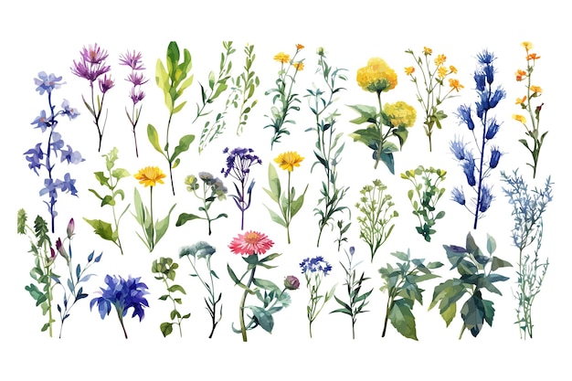 Vektor großes set ölgemäldeelemente wildblumen kräuter blatt flache handgezeichnete illustration isoliert auf weißem hintergrund