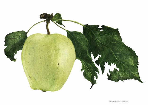 Vektor grüne apfelfrucht mit blättern, botanisch realistisch nachgezeichnete wasserfarbe