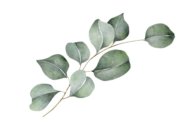 Grüne eukalyptusblätter und äste aquarellillustration