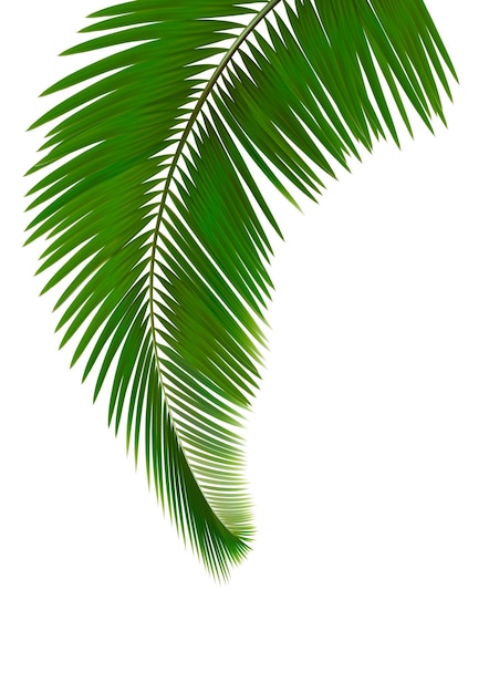 Grüne palmblätter auf weißem hintergrund