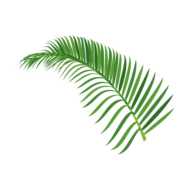Grüne Palmblatt-Vektorillustration Designelement für tropische Pflanzen
