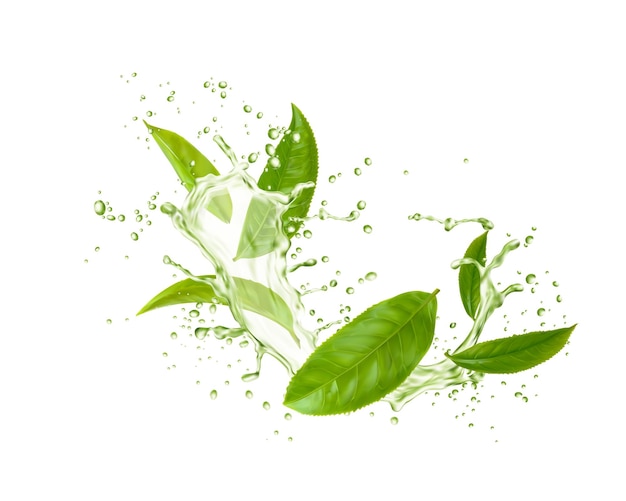 Grüne Teeblätter spritzen und Tropfen trinken