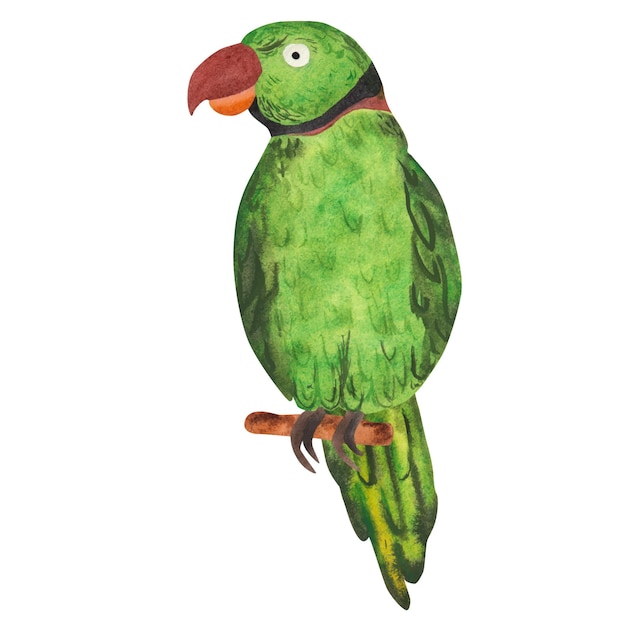 Grüner Alexandriner Papagei Aquarell-Illustration auf weißem Hintergrund