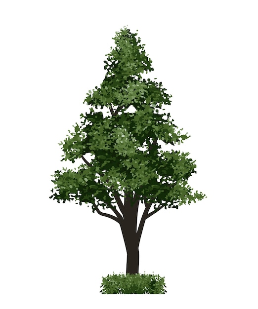 Grüner Baum isoliert auf weißem Hintergrund Landschaftsobjekt für die grafische Architekturzeichnung im Freien e