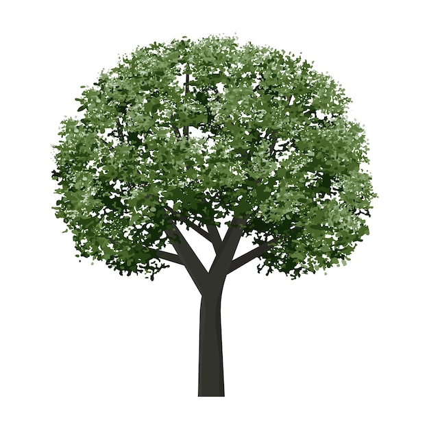 Grüner Baum, isoliert auf weißem Hintergrund Landschaftsobjekt für grafische Außenelemente