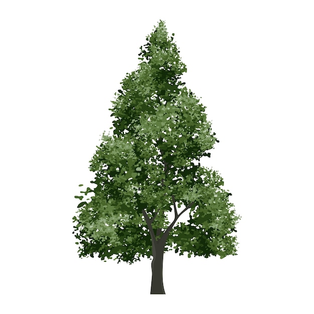 Grüner Baum isoliert auf weißem Hintergrund Landschaftsobjekt für Outdoor-Grafik